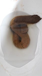 Cocô grande e grosso 